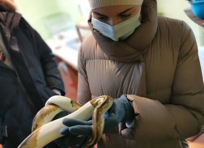 королевский питон зоопарк Москва