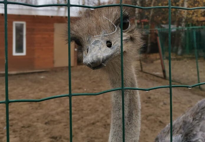 Интересные факты из жизни страусов