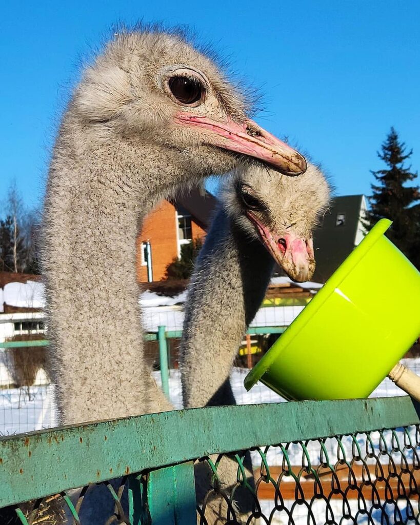 страусиная ферма Москва