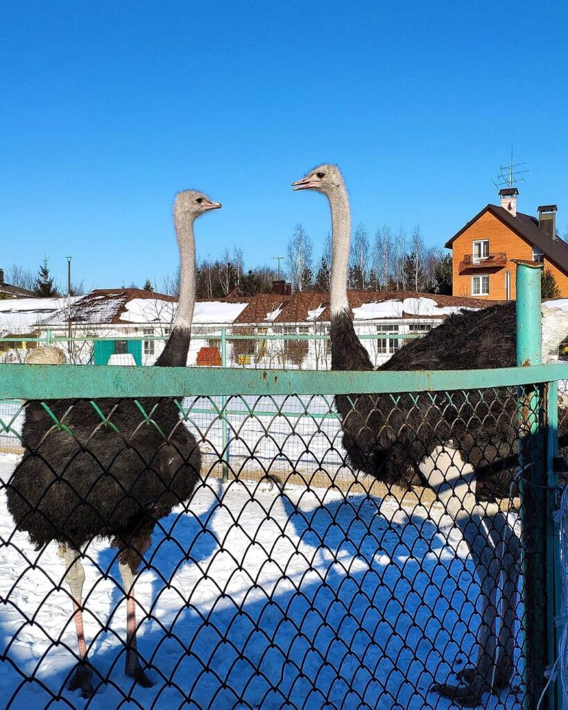 страусы Москва