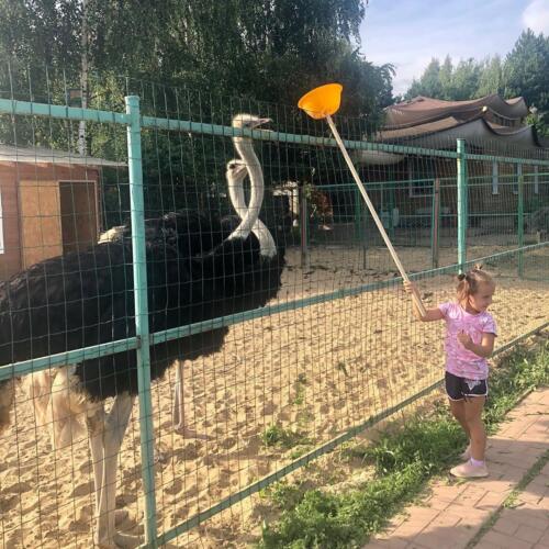 Страусы - контактный зоопарк